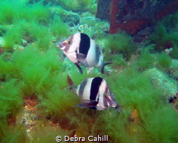 Magpie Perch Rapid Bay Jetty Rapid Bay South Australia 
 by Debra Cahill 
